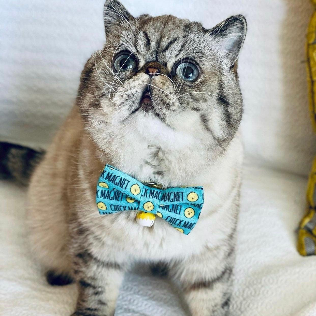 Cat wearing a blue magnet pattern bow tie.