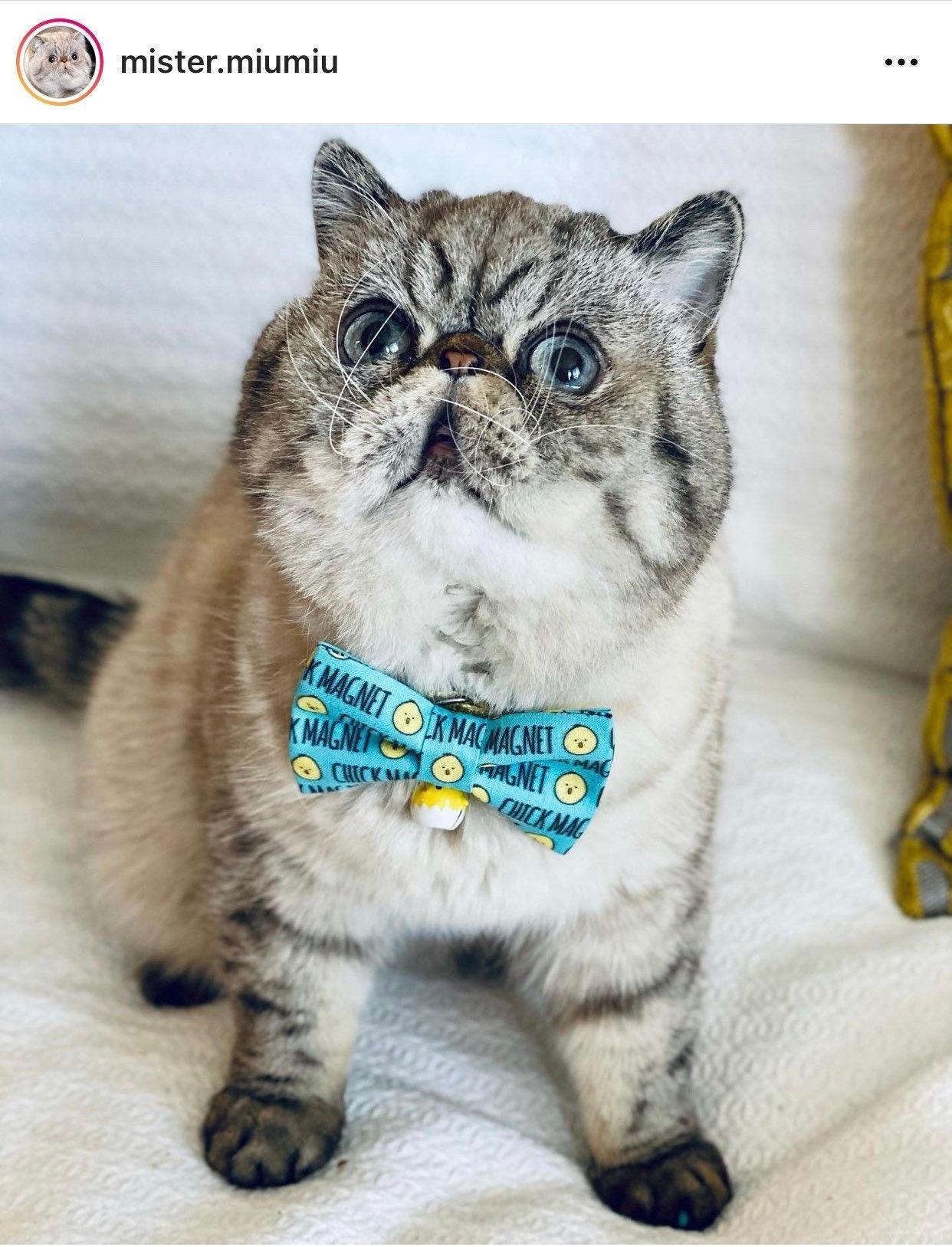 Cat wearing a blue magnet pattern bow tie.