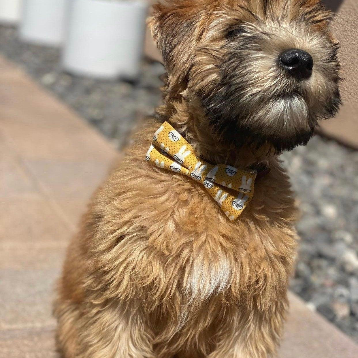 Dog bow tie size chart. Size Small is 3 1/2 inches wide for small dogs under 15 lbs. Size Medium is 4 inches wide for medium dogs between 15 band 40 lbs. Size Large is 4 1/2 inches wide for Large Dogs between 40 band 80 lbs. Size Extra Large is 5 1/2 inches wide for Extra Large Dogs over 80 lbs. Sizing is up to preference and pet bow ties slide on to dog collars with elastic.