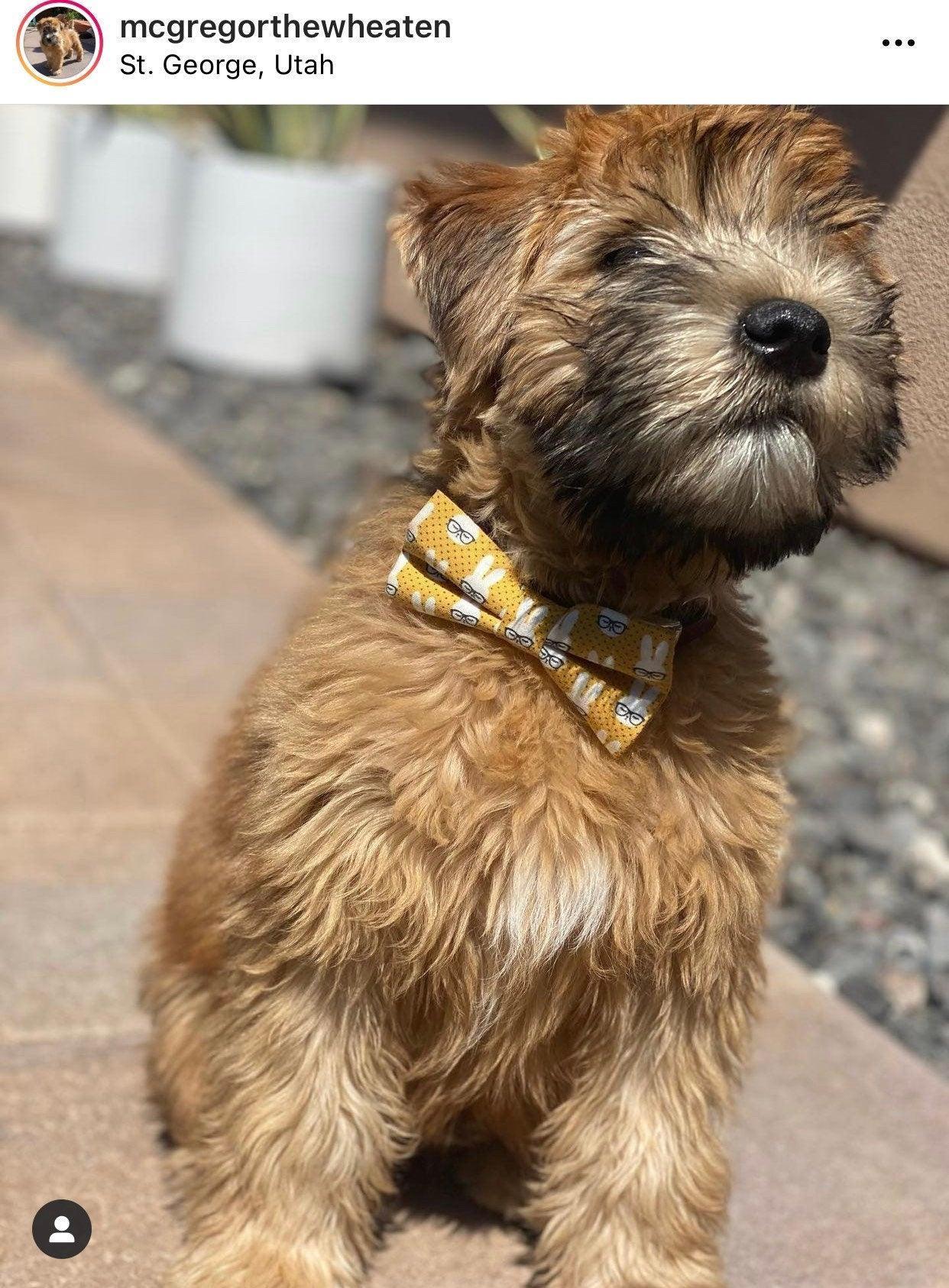 Dog bow tie size chart. Size Small is 3 1/2 inches wide for small dogs under 15 lbs. Size Medium is 4 inches wide for medium dogs between 15 band 40 lbs. Size Large is 4 1/2 inches wide for Large Dogs between 40 band 80 lbs. Size Extra Large is 5 1/2 inches wide for Extra Large Dogs over 80 lbs. Sizing is up to preference and pet bow ties slide on to dog collars with elastic.