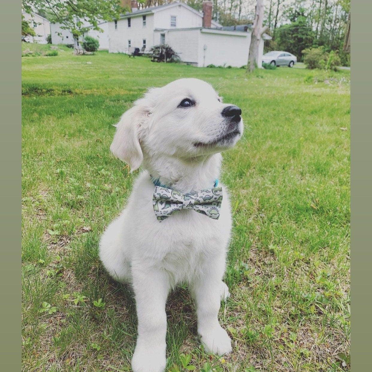 Golden retriever puppy wearing a dinosaur dog bow tie