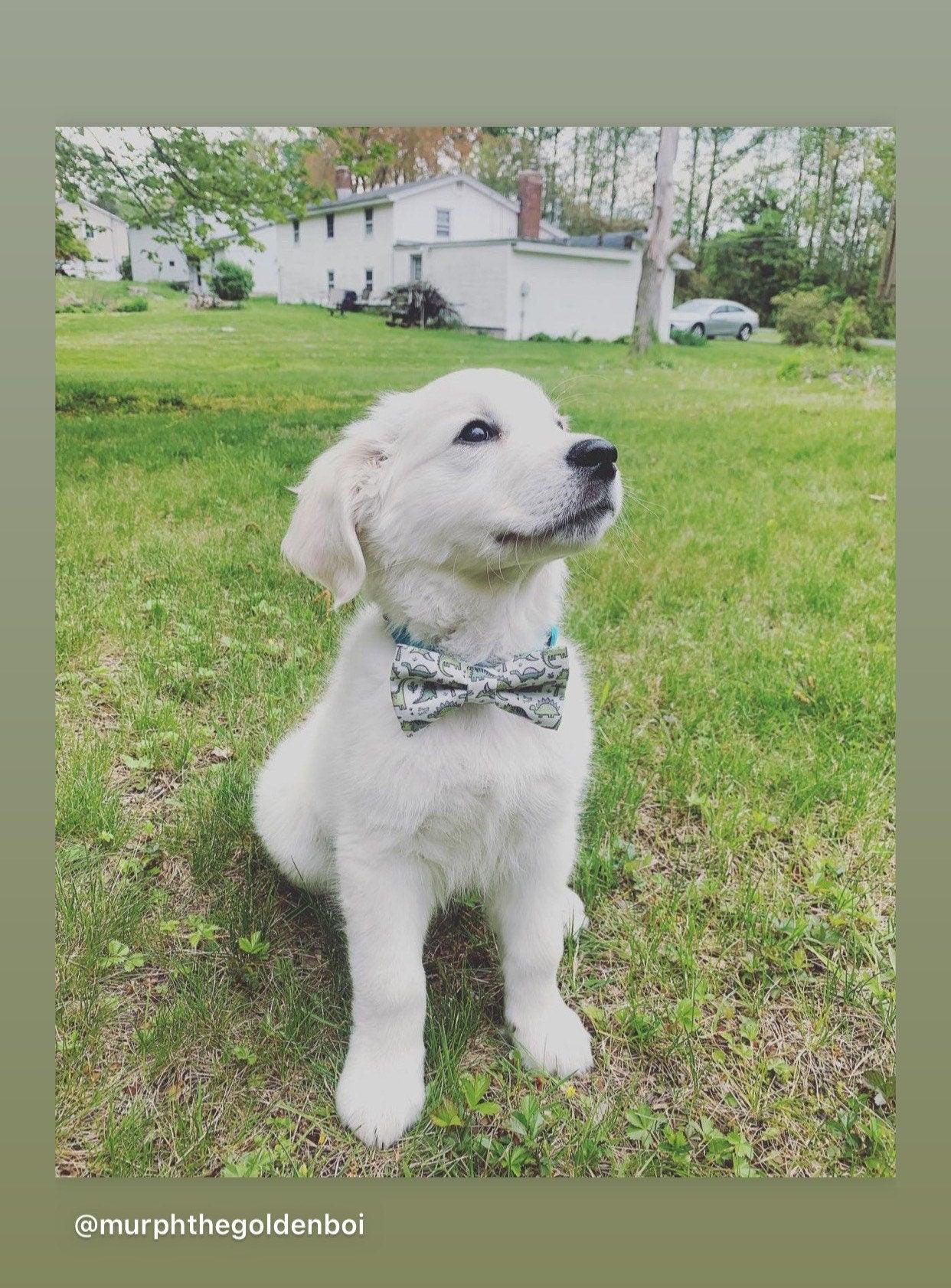 Golden retriever puppy wearing a dinosaur dog bow tie