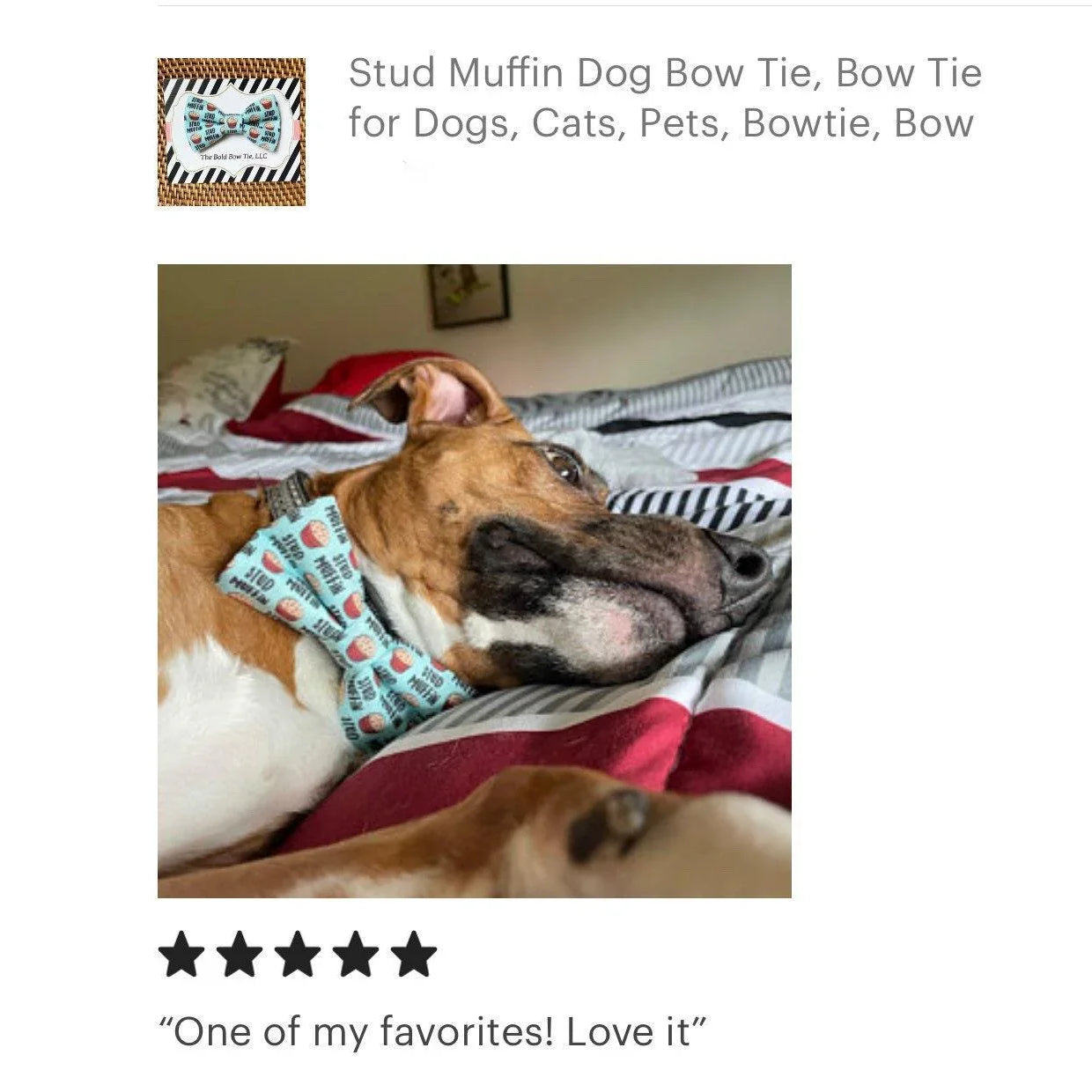 Dog wearing a Stud Muffin Bow Tie in light blue patterned fabric on a collar.