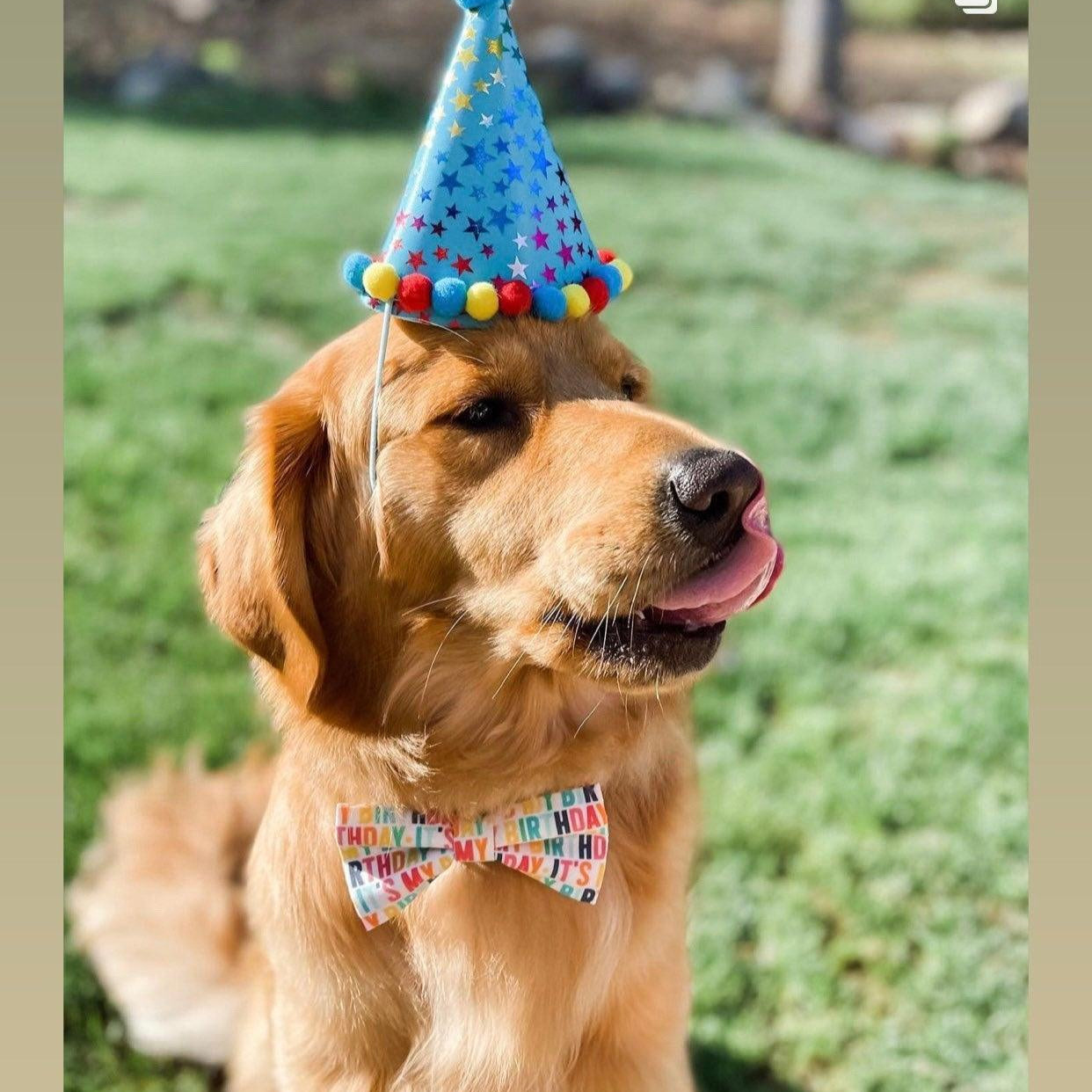Golden retriever wearing our birthday dog bow tie