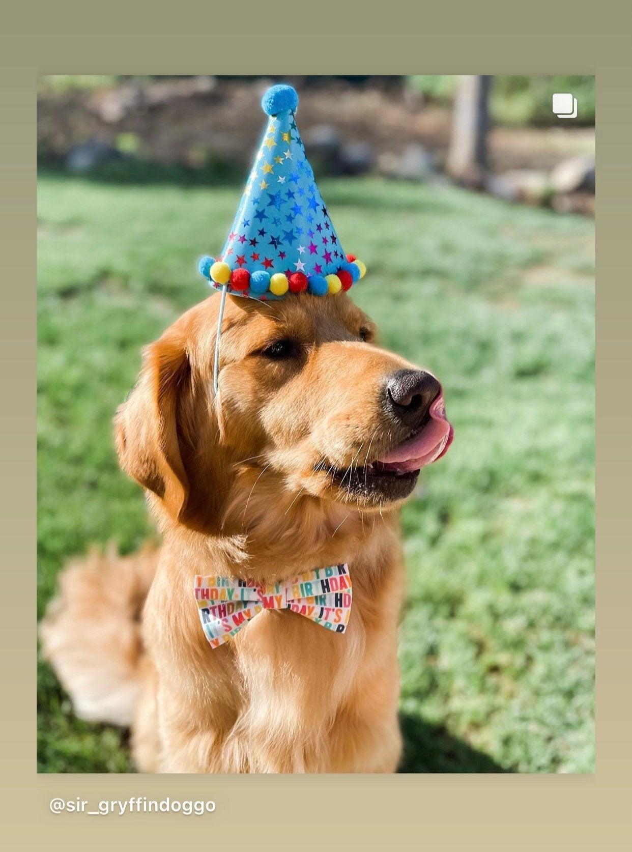 Golden retriever wearing our birthday dog bow tie