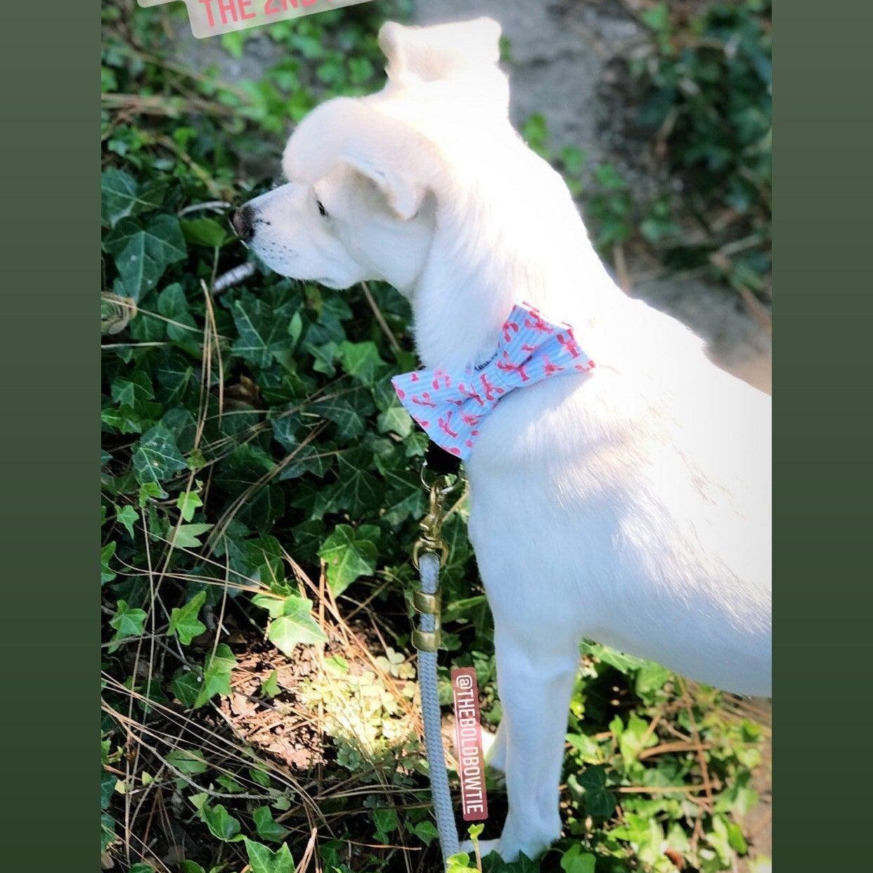 White dog displaying our lobster dog bow tie