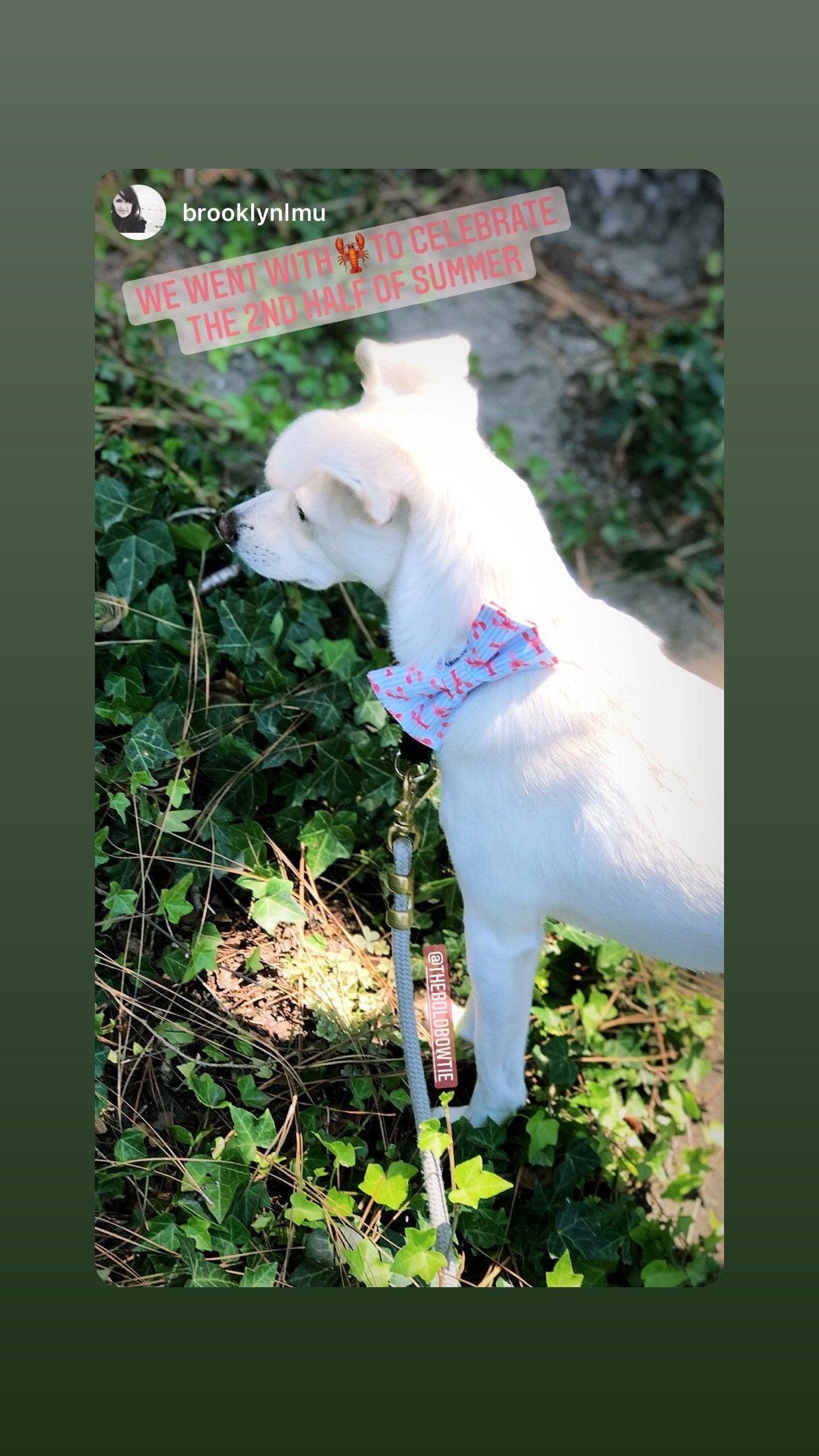 White dog displaying our lobster dog bow tie