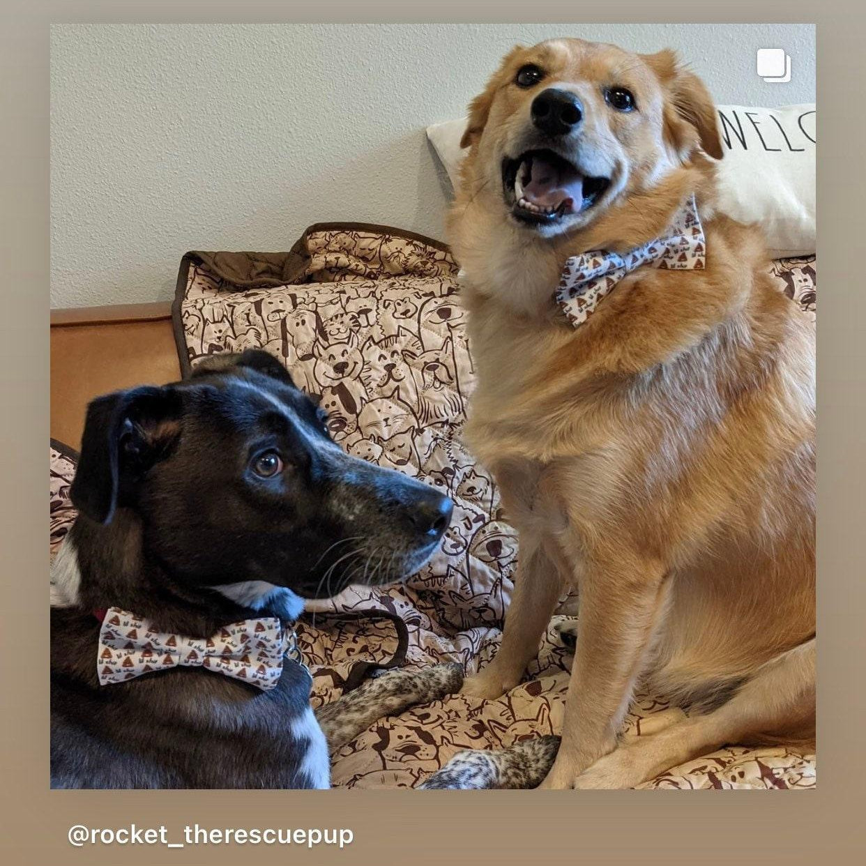 Funny dog bow tie seen on two large dogs.