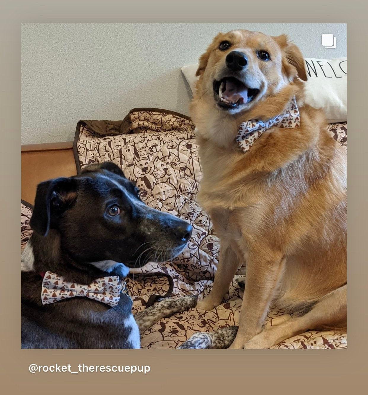 Funny dog bow tie seen on two large dogs.