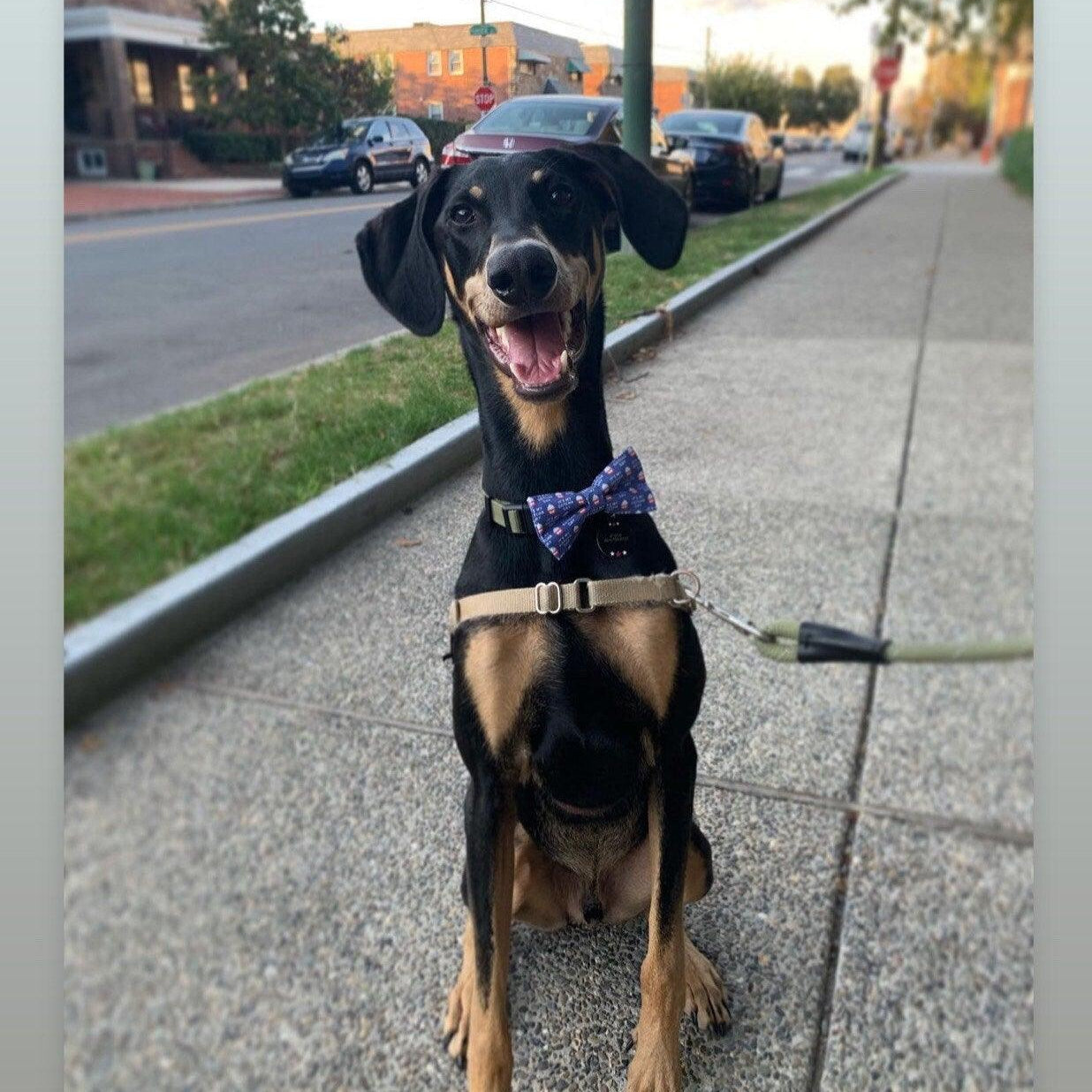 Dog wearing his “Gotcha Day” dog bow tie