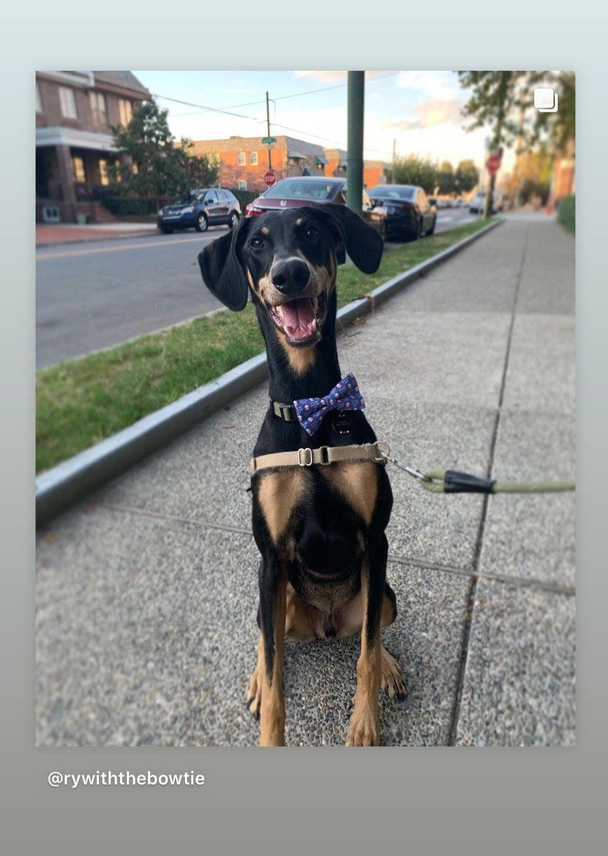 Dog wearing his “Gotcha Day” dog bow tie