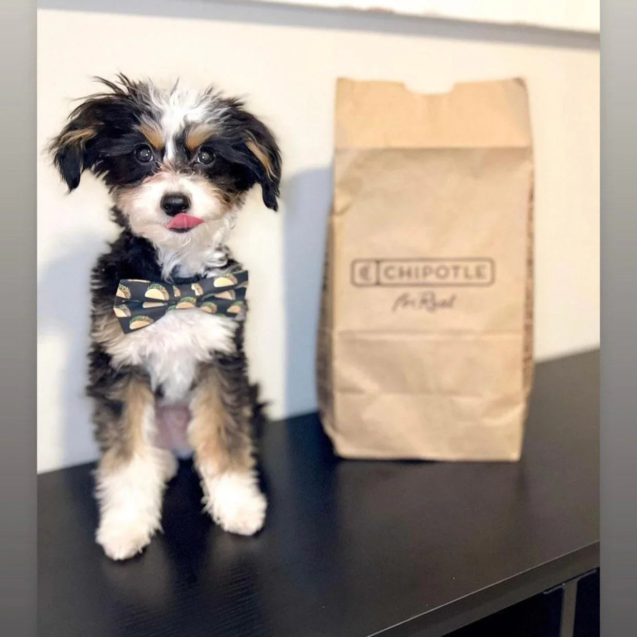 Cute small dog wearing a taco print bow tie beside a brown Chipotle bag.