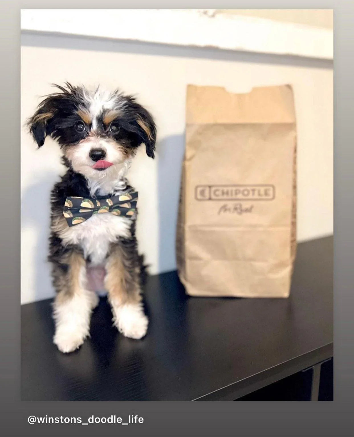 Cute small dog wearing a taco print bow tie beside a brown Chipotle bag.