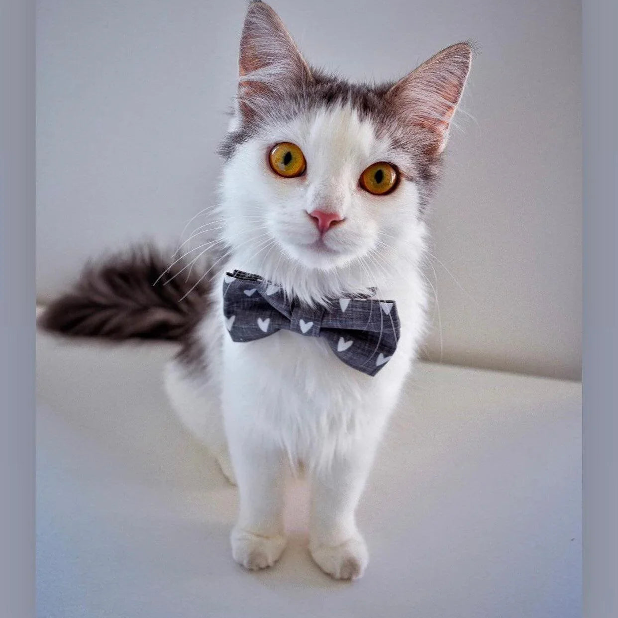 Cat wearing a Valentine's Day bow tie with small white hearts on a gray background.