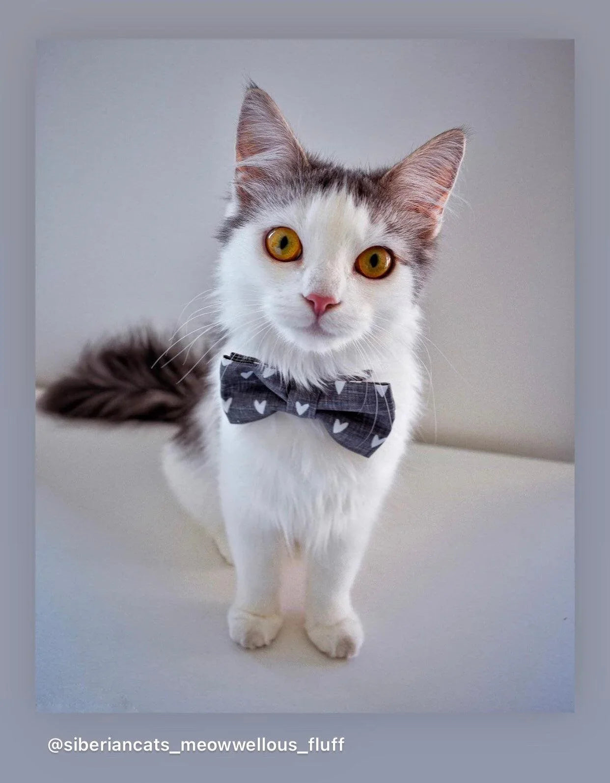 Cat wearing a Valentine's Day bow tie with small white hearts on a gray background.