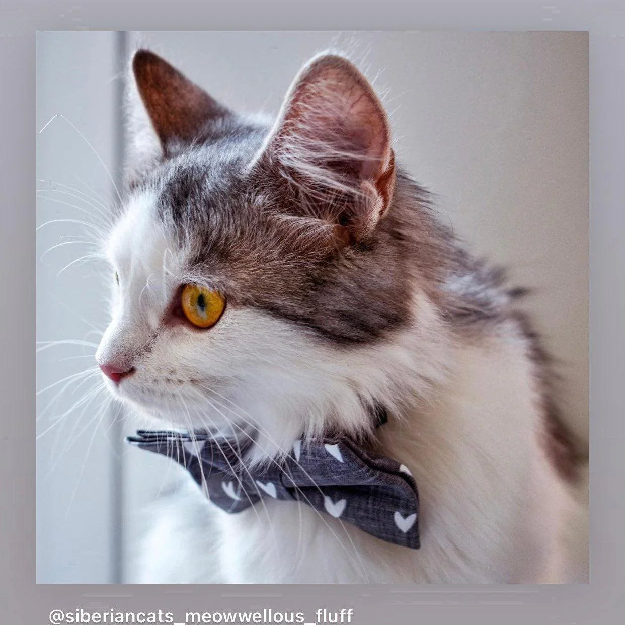Let's Connect at The Bold Bow Tie: Instagram handle is @TheBoldBowTie. You can reach us via email at Help@theboldbowtie.com