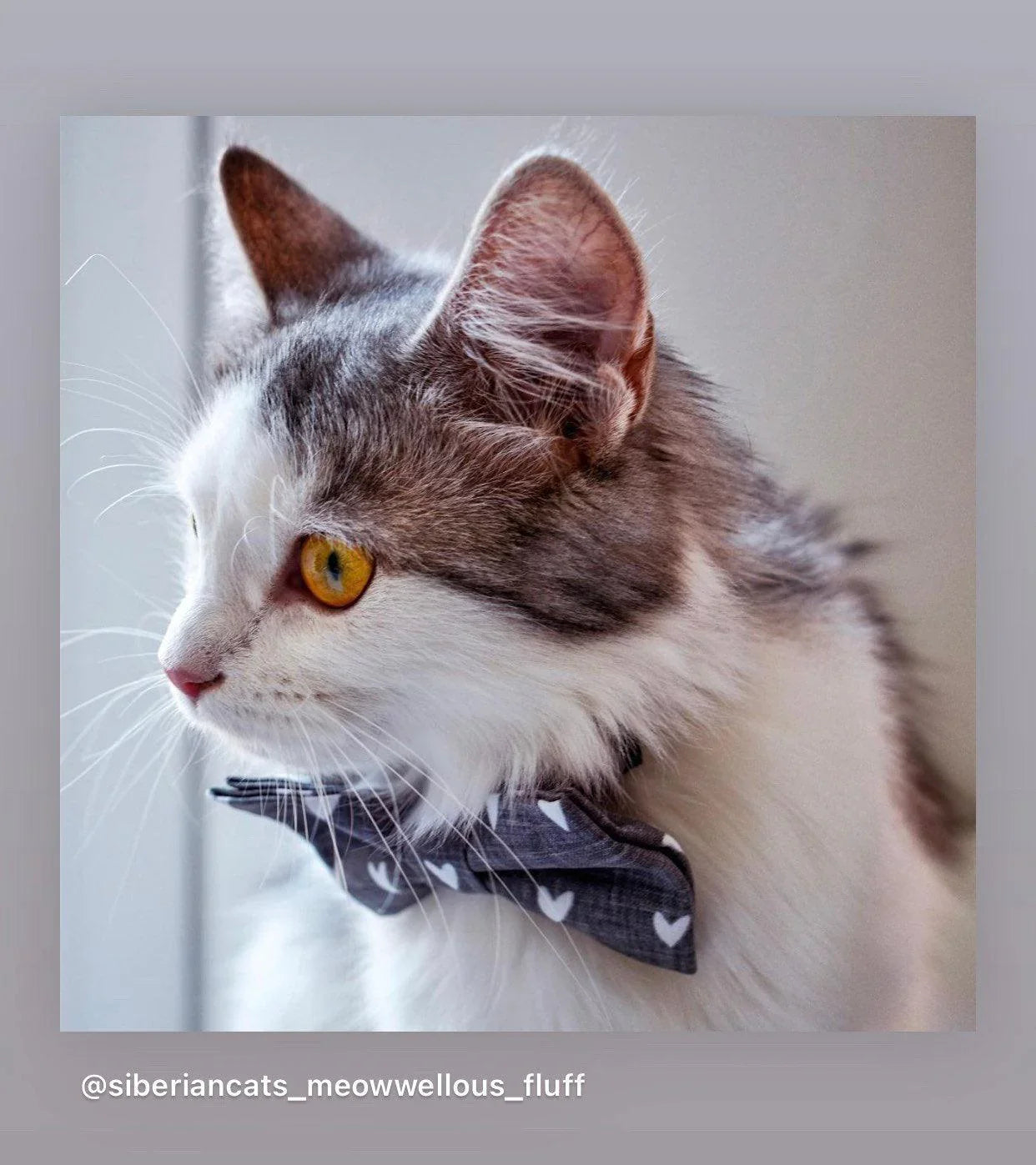 Let's Connect at The Bold Bow Tie: Instagram handle is @TheBoldBowTie. You can reach us via email at Help@theboldbowtie.com
