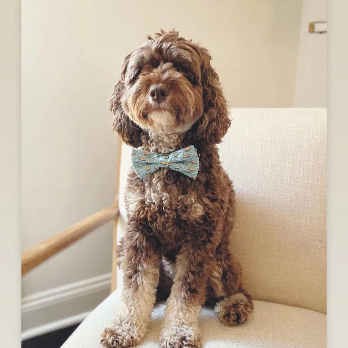 Dog wearing a light blue printed bow tie for collar.