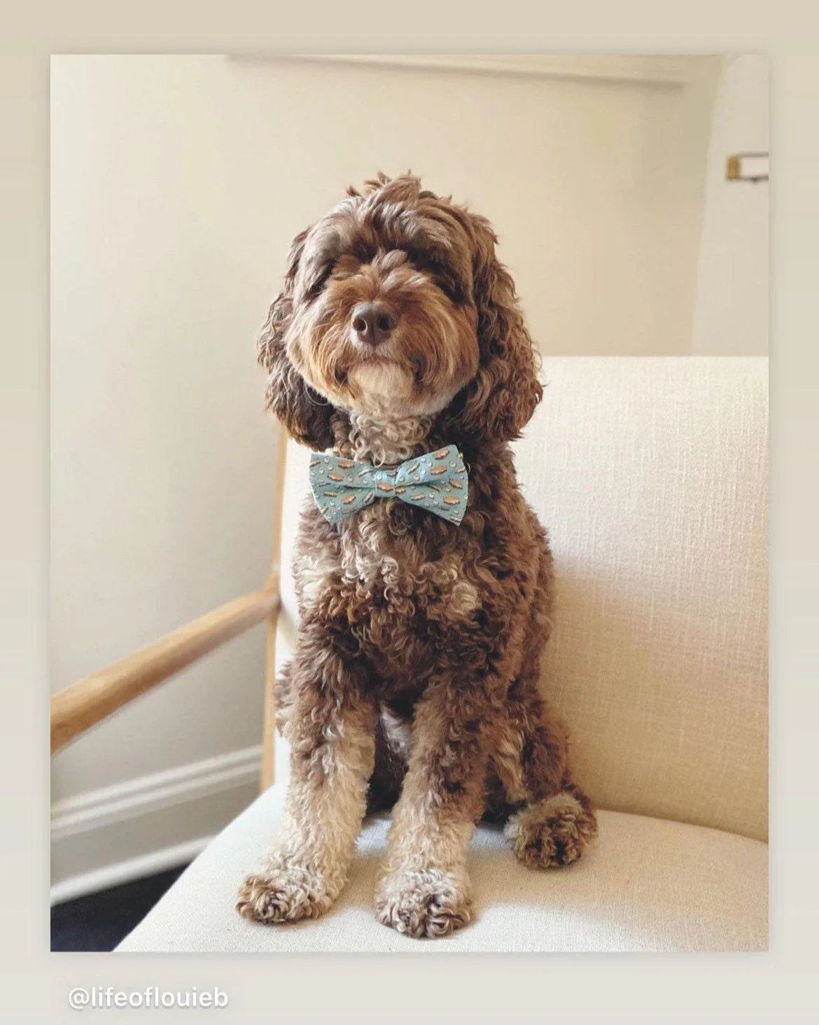 Dog wearing a light blue printed bow tie for collar.