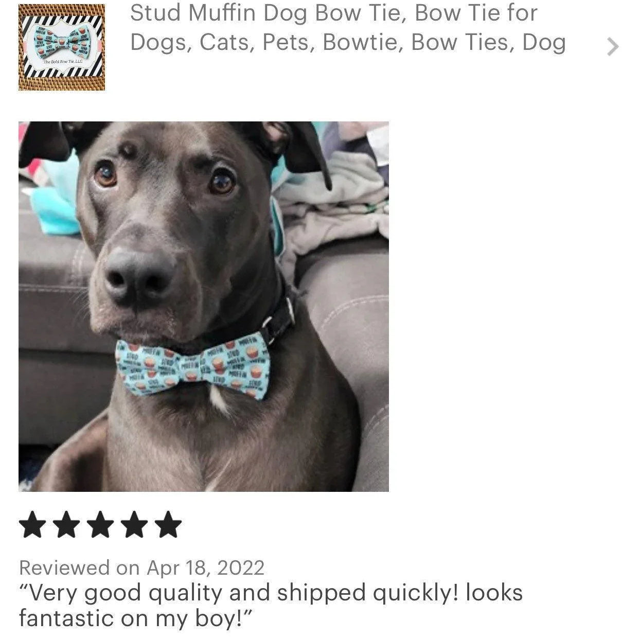 Let's Connect at The Bold Bow Tie: Instagram handle is @TheBoldBowTie. You can reach us via email at Help@theboldbowtie.com