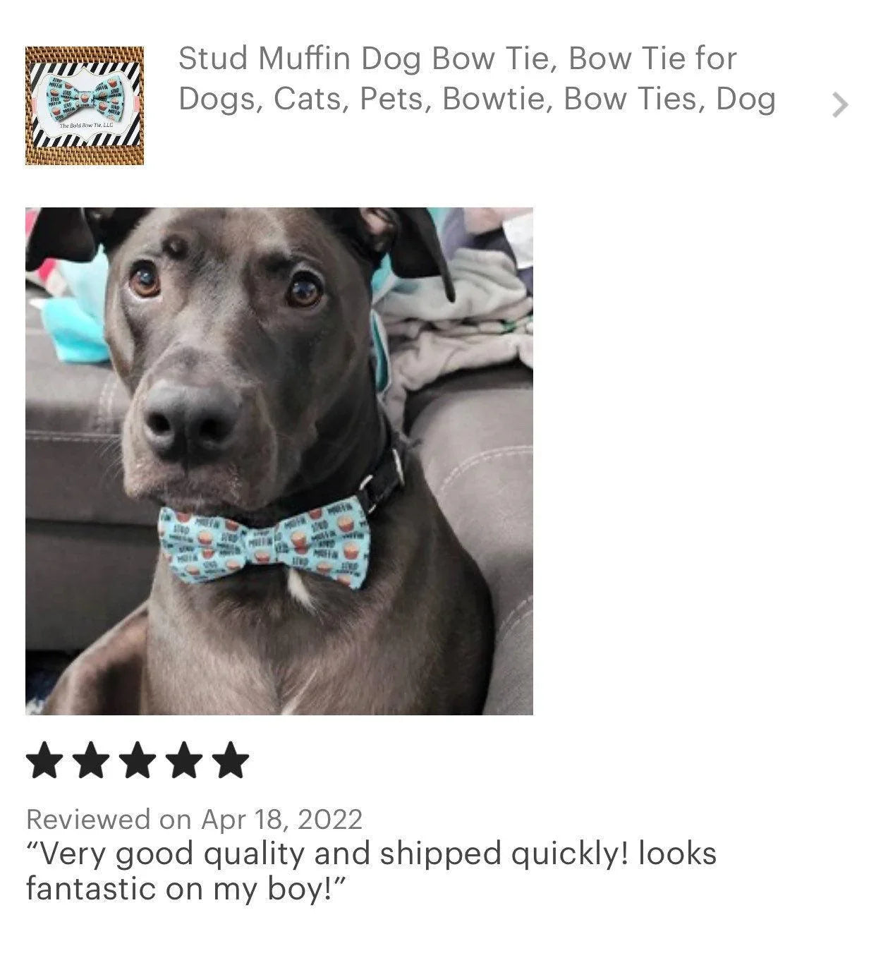 Let's Connect at The Bold Bow Tie: Instagram handle is @TheBoldBowTie. You can reach us via email at Help@theboldbowtie.com