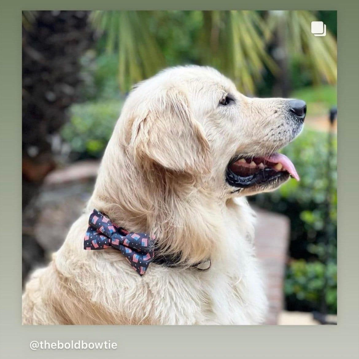 Golden retriever in patriotic red white and blue flag dog bow tie