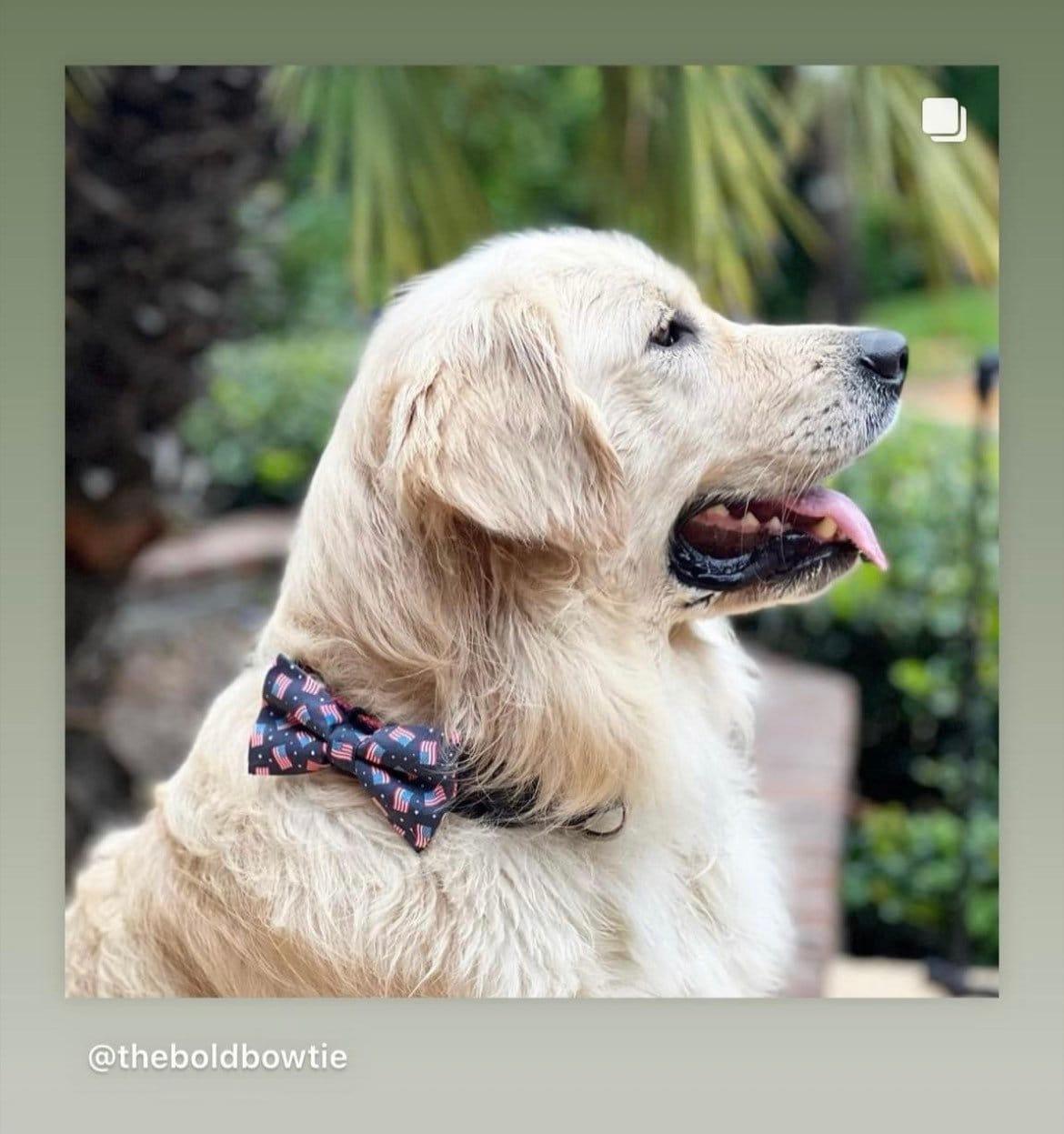 Golden retriever in patriotic red white and blue flag dog bow tie