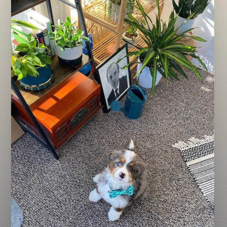Puppy wearing a dog bow tie that says “Good Boy”