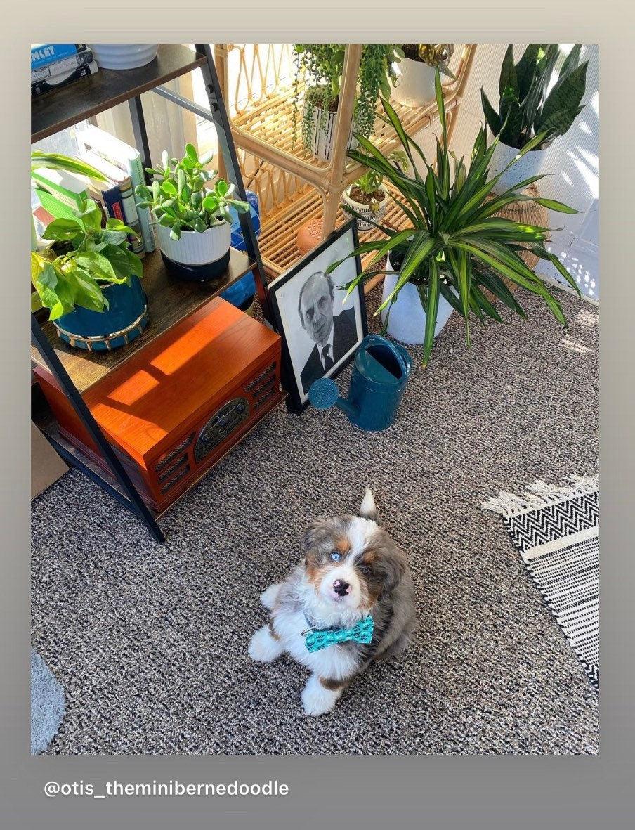 Puppy wearing a dog bow tie that says “Good Boy”