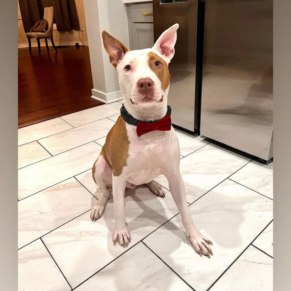 Let's Connect at The Bold Bow Tie: Instagram handle is @TheBoldBowTie. You can reach us via email at Help@theboldbowtie.com