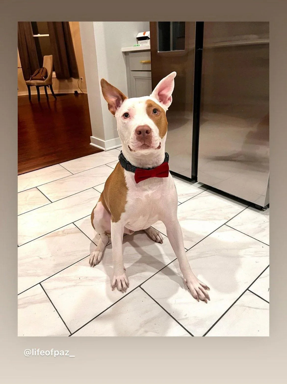 Let's Connect at The Bold Bow Tie: Instagram handle is @TheBoldBowTie. You can reach us via email at Help@theboldbowtie.com