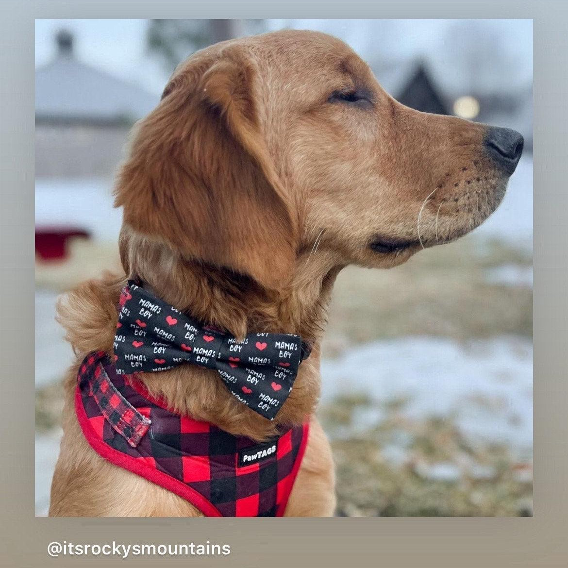 Dog bow tie size chart. Size Small is 3 1/2 inches wide for small dogs under 15 lbs. Size Medium is 4 inches wide for medium dogs between 15 band 40 lbs. Size Large is 4 1/2 inches wide for Large Dogs between 40 band 80 lbs. Size Extra Large is 5 1/2 inches wide for Extra Large Dogs over 80 lbs. Sizing is up to preference and pet bow ties slide on to dog collars with elastic.