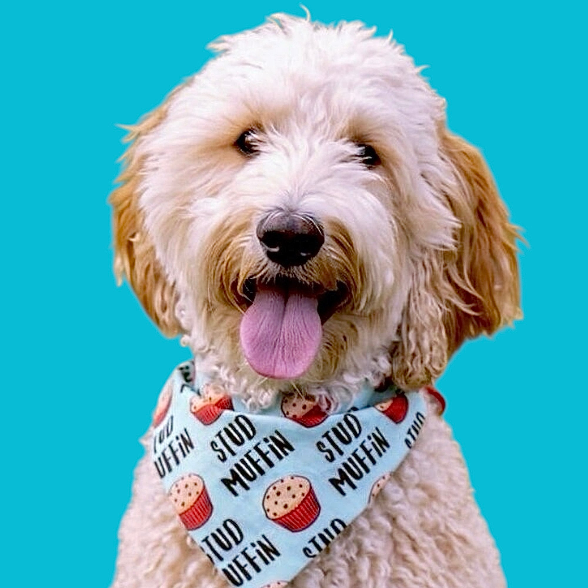 Pets Bow Ties & Bandanas