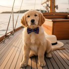 Preppy Navy Nautical Dog Bow Tie or Cat Bow Tie with Lobsters Worn by a puppy on a sailboat.