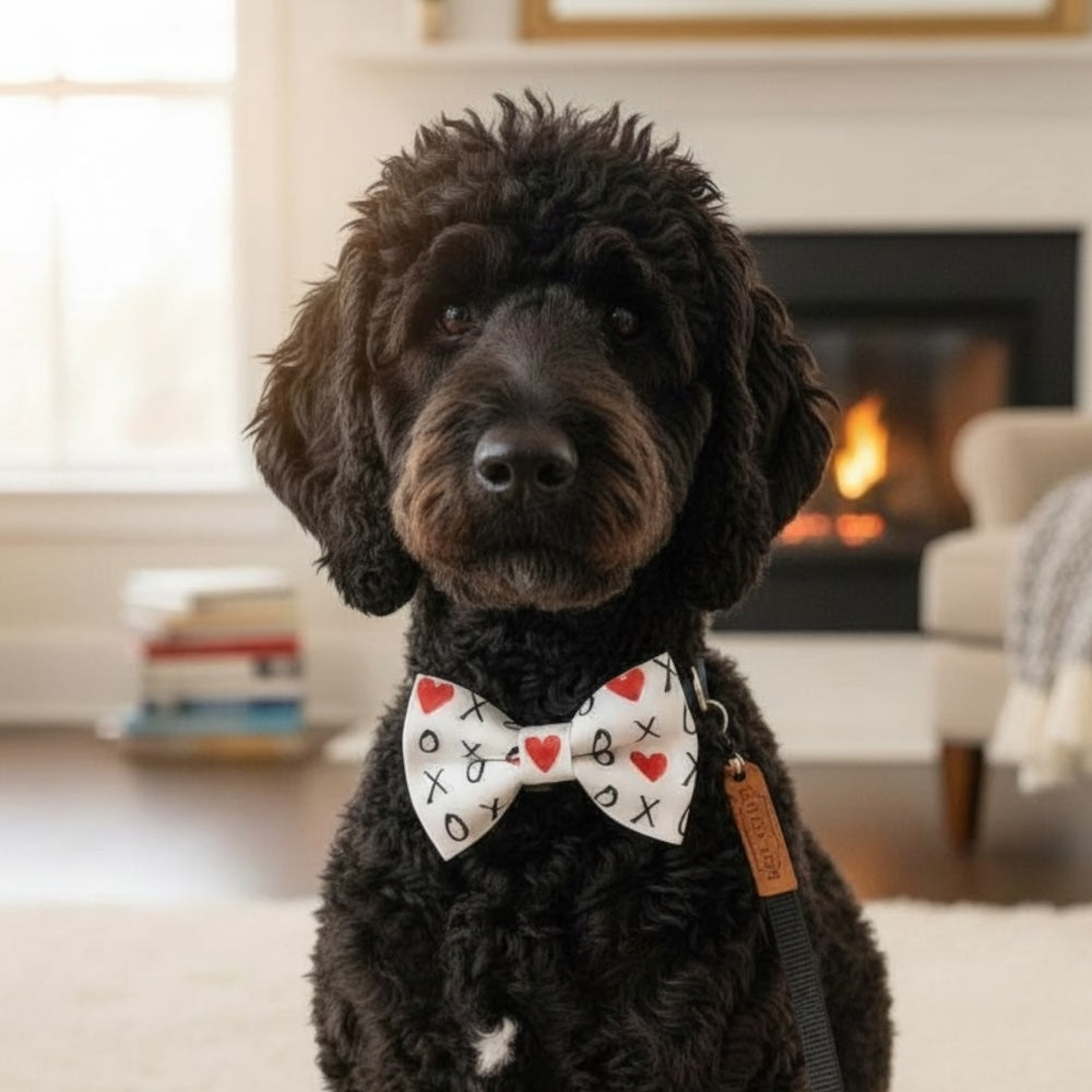 Black dog wearing a Valentine’s Day dog bow tie sitting in a cozy living room with a fireplace.