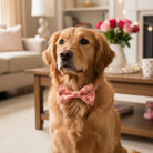 Valentine’s Day Dog Bow Tie with hearts for Collar Accessory