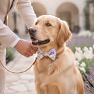 A golden retriever wearing a floral bow tie is being petted by a person in a light-colored suit.