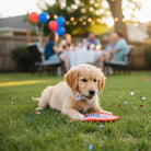 Puppy with a 4th of July dog bow tie lying on grass with people and balloons in the background