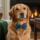 Dog wearing a green and navy blue dog bow tie with the word “Irish” for St. Patrick’s Day.
