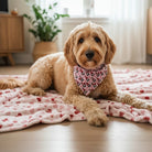 Dog wearing a Valentines Day dog bandana on a pink blanket in a home setting