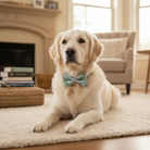 Dog wearing a coffee dog bow tie sitting on a carpeted floor in a living room.