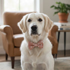 White dog wearing a pink boho dog bow tie indoors