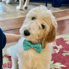 Hot dog dog bowtie worn by a small white dog on a red rug.