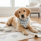 Puppy wearing a minimalist boho gray heart bandana on a blanket in a room with furniture.