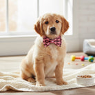 Puppy wearing a pink Valentine’s Day dog bow tie sitting on a blanket with toys and a bowl in the background.
