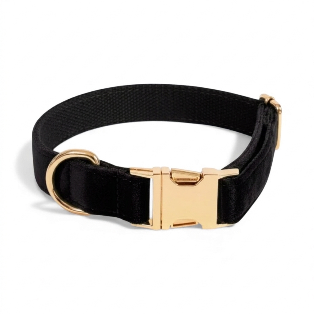 Black velvet dog collar with a gold buckle on a white background
