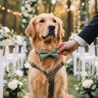 Dog wearing a Sage green bow tie and harness at a wedding ceremony with floral decorations and lights.