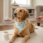 Dog wearing a winter Christmas dog bandana sitting on a carpet with a person holding a treat