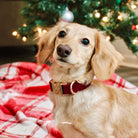 Dog wearing a red collar sitting on a red and white checkered blanket in front of a decorated Christmas tree.