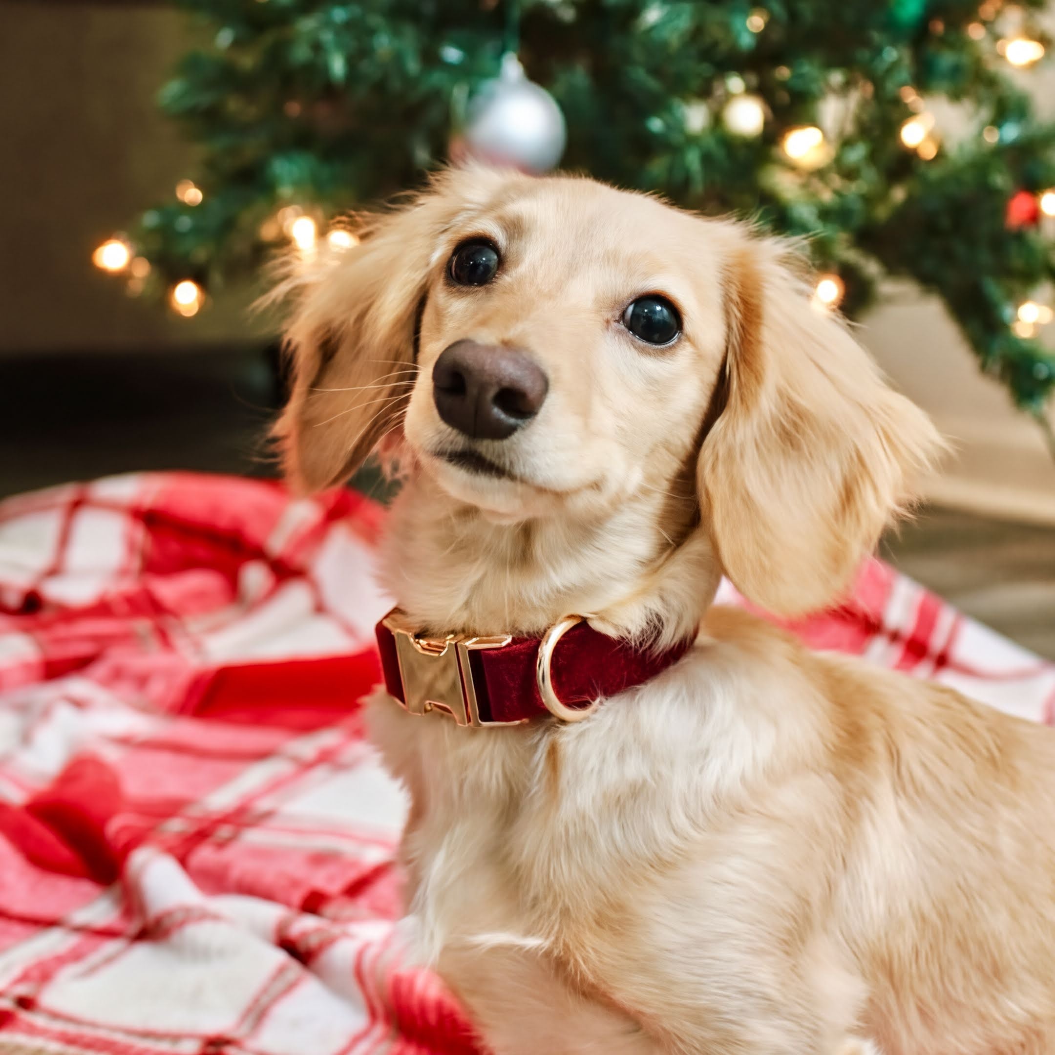 Dog wearing a red collar sitting on a red and white checkered blanket in front of a decorated Christmas tree.